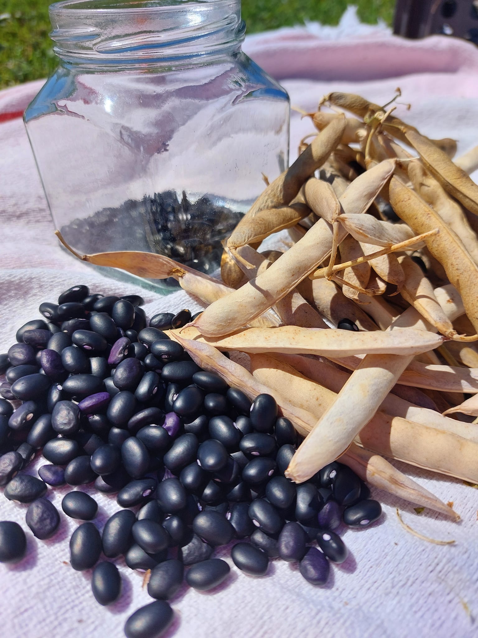 Citizen Science Experiment